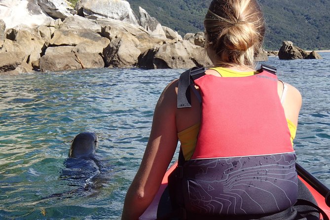 1 Day Sea Kayak Rental - Seals, islands, and native birdsong