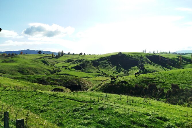 12 Day New Zealand Private Tour from Auckland to Queenstown - Day 7: TranzAlpine, Arthur’s Pass, and Tekapo stars
