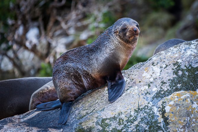 2-Hour Milford Sound Scenic Cruise - Wildlife sightings depend on patience and luck
