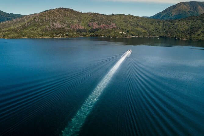 3.5 Hour Marlborough Sounds Delivery Cruise - Wildlife watching along the way