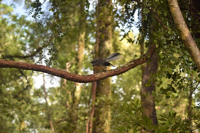 4-hour Lake Mapourika Kayak and Hike adventure, with Okarito Kiwi Sanctuary - Group size and the feel of the outing