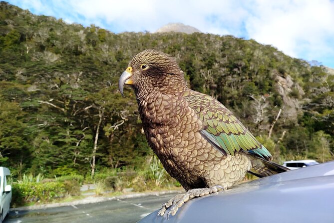 5 Day South Island Tour from Queenstown including Stewart Island - Day 1: Milford Sound or Doubtful Sound from Queenstown
