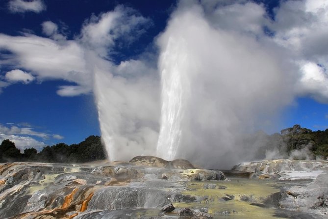 7 - Day North to South Island Grand Tour - Auckland to Queenstown - Day 5: Sperm whales and a taste of Waipara wine