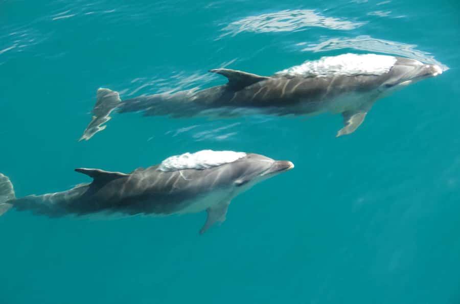 Abel Tasman National Full Park Scenic Cruise - Tonga Quarry and the northern bays