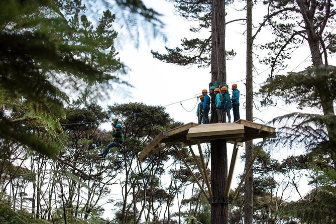 Adventurous Zipline Tour in Coromandel - A forest story with kauri, birds, and Barry Brickell