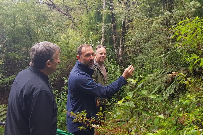 Afternoon Piha Beach and Rainforest Tour from Auckland - Why this afternoon trip works well from Auckland