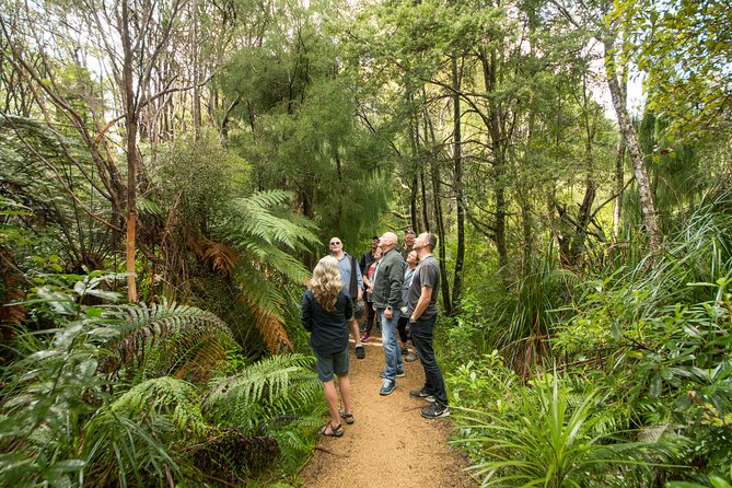 Afternoon Piha Beach and Rainforest Tour from Auckland - Timing, comfort, and weather tips