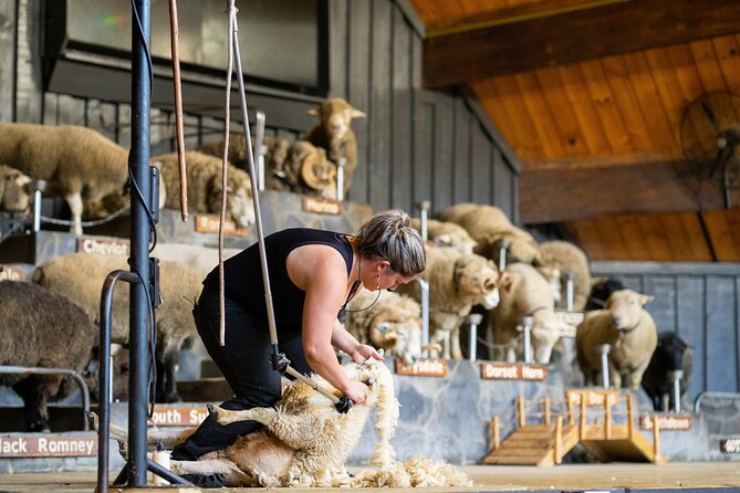 Agrodome Farm Experience including Farm Show and Farm Tour - Rotorua - The Farm Tour by Tractor Trailer