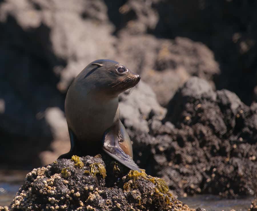 Akaroa: 4WD Safari and Guided Sea-Kayaking Experience - Penguins, seals, dolphins and seabirds
