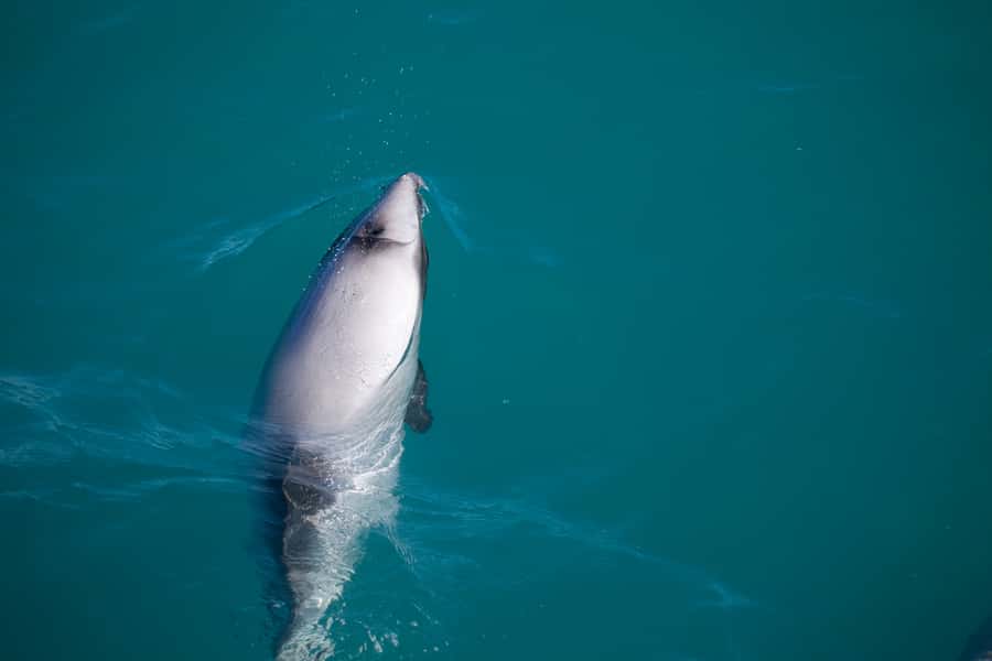 Akaroa: 4WD Safari and Guided Sea-Kayaking Experience - The guides make the difference