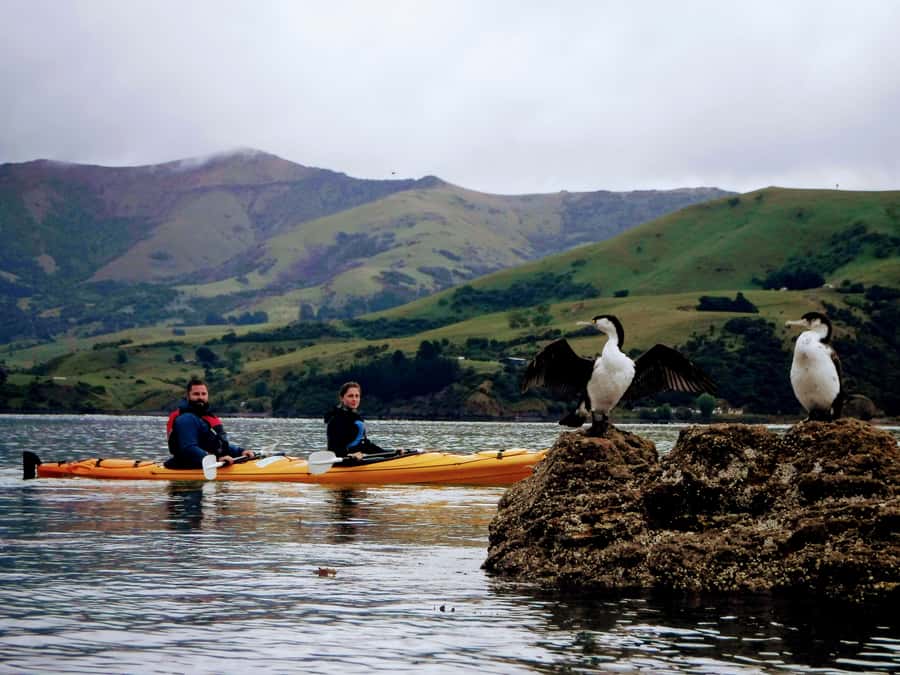 Akaroa: Akaroa Marine Reserve Sea Kayaking Tour - Why Akaroa Harbour is best seen from a kayak