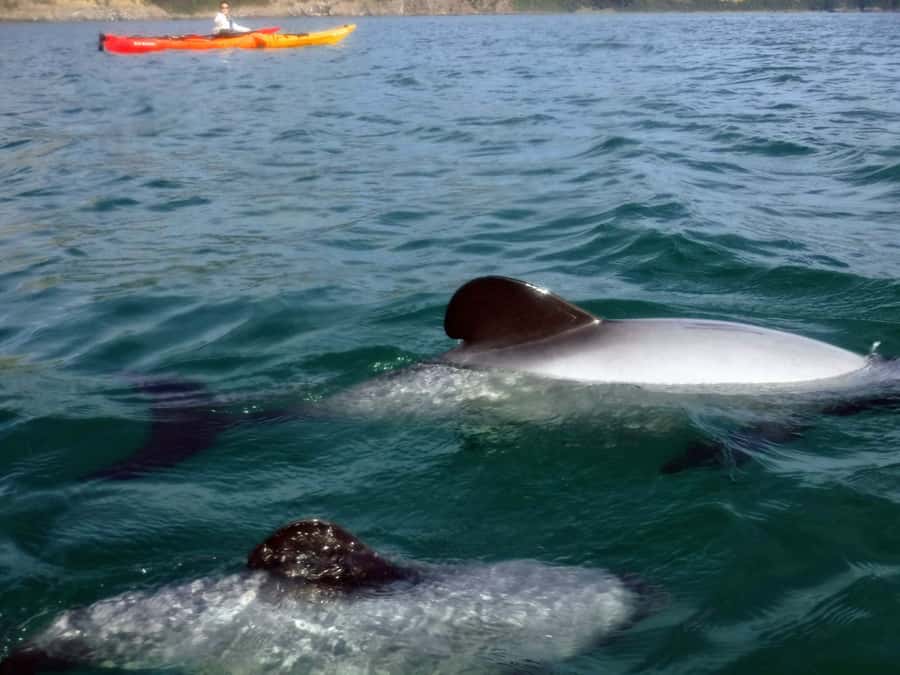 Akaroa: Akaroa Marine Reserve Sea Kayaking Tour - Getting comfortable in the kayak
