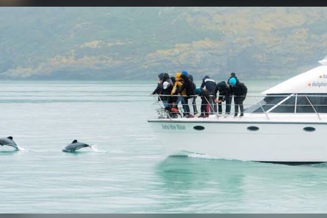Akaroa Day Tour From Christchurch - The Hector’s dolphin question
