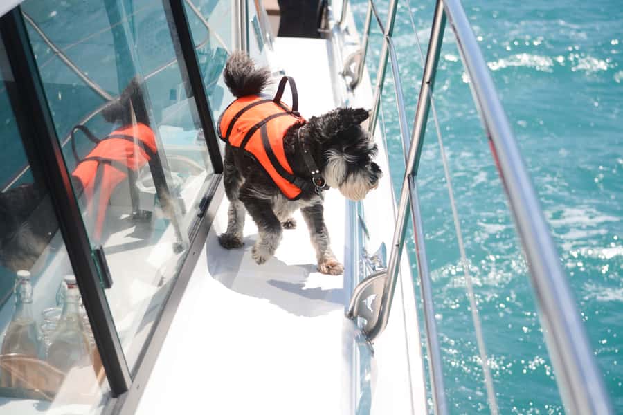 Akaroa: Dolphin Nature Cruise - FAQ