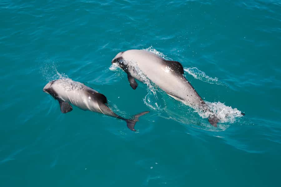 Akaroa: Dolphin Nature Cruise - Why Akaroa Harbour Is Special