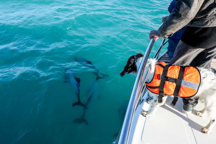 Akaroa: Dolphin Nature Cruise - Seals, Penguins, and Sea Caves