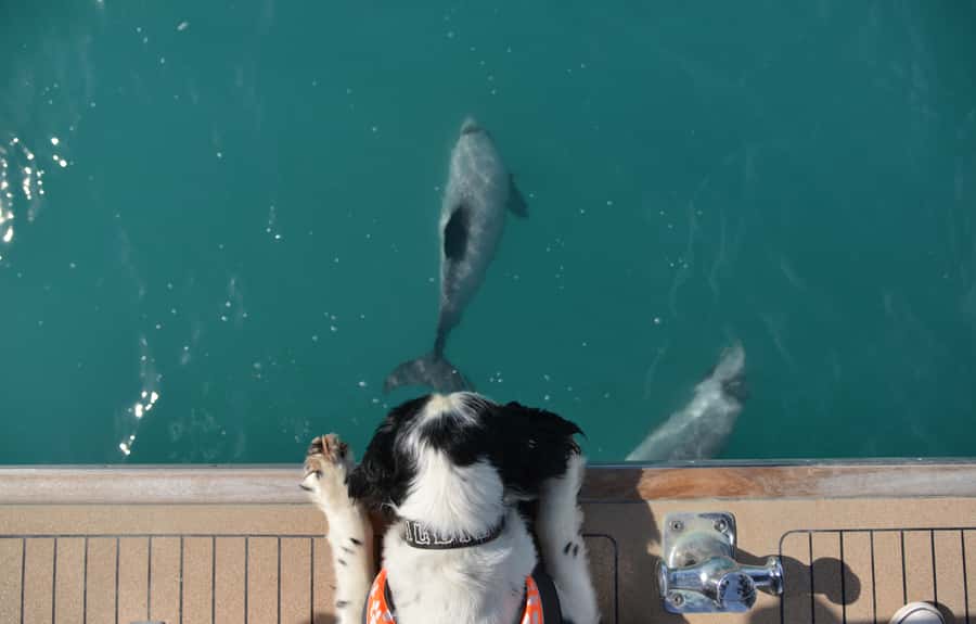 Akaroa: Dolphin Nature Cruise - Commentary From Local Crew