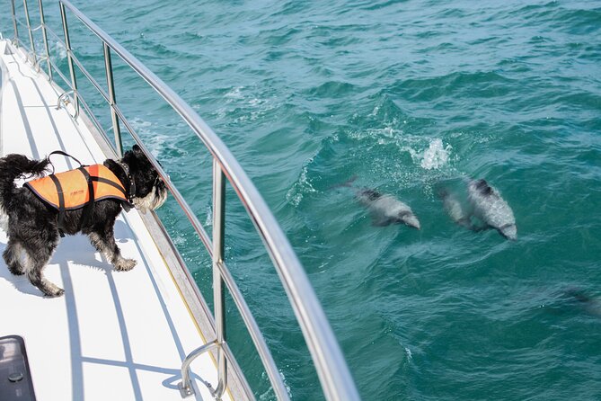 Akaroa Dolphins ~ Harbour Nature Cruise - A comfortable catamaran for two hours on the water