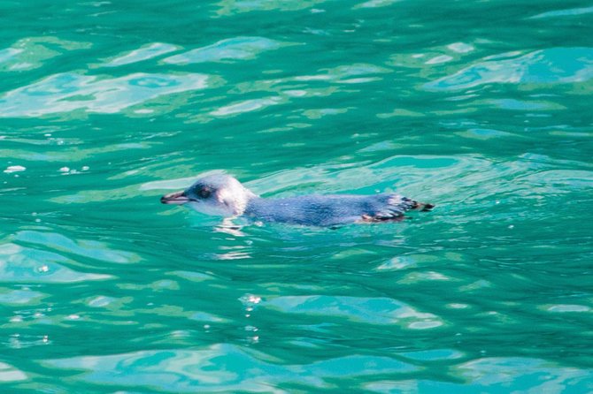 Akaroa Dolphins ~ Harbour Nature Cruise - Who will enjoy this cruise most