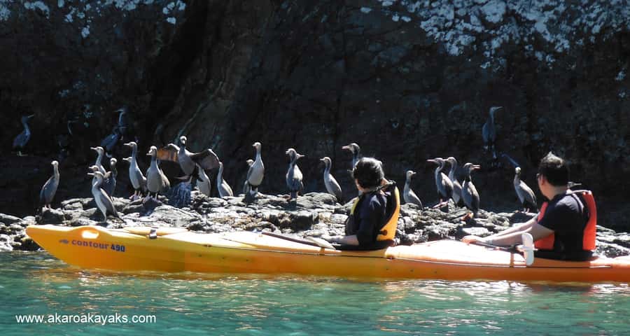 Akaroa: Electric Mountain Bike and Sea Kayak Adventure - Paddling through the marine reserve
