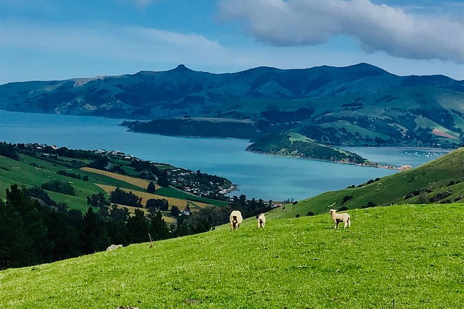 Akaroa Explorer- Guided Electric Bike Tour in Akaroa - What the small group changes