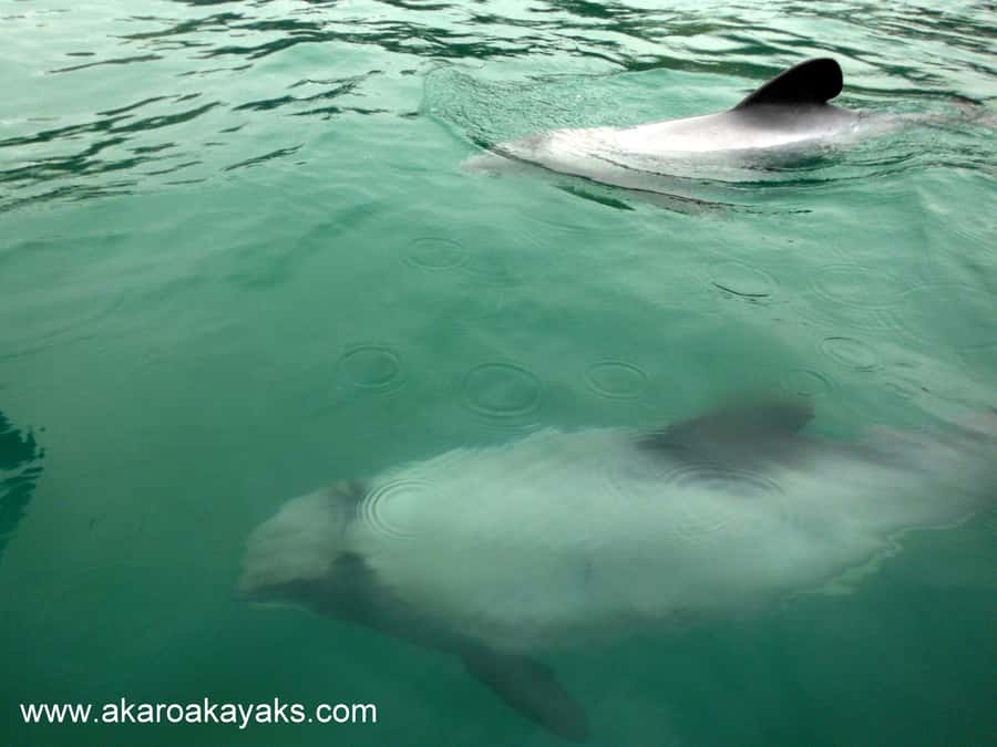 Akaroa: Guided Sunrise Sea Kayaking Tour - Quiet water inside the marine reserve