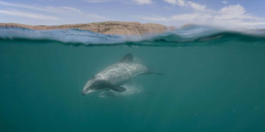 Akaroa Harbour 2-Hour Dolphin Nature Cruise - The boat and the best place to sit
