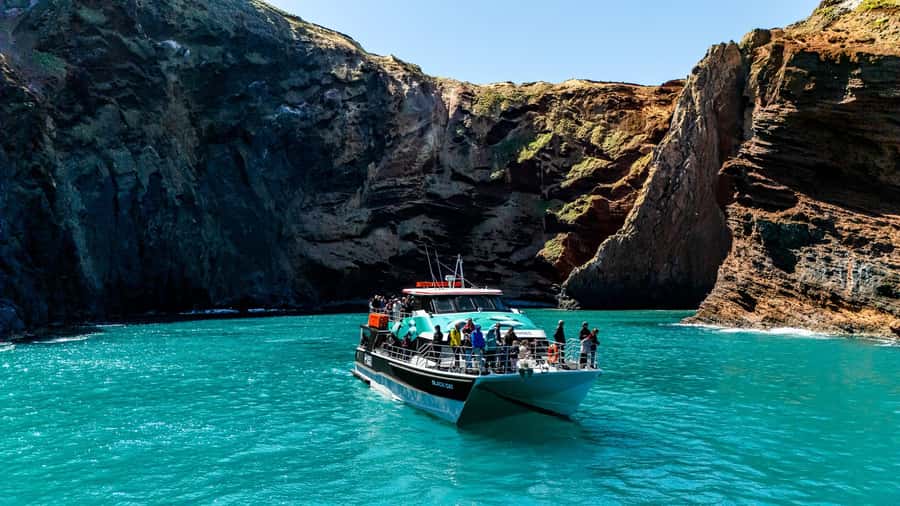 Akaroa Harbour 2-Hour Dolphin Nature Cruise - Fur seals, penguins, and seabirds