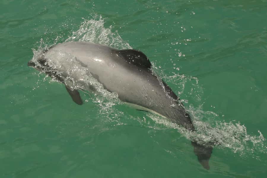 Akaroa Harbour 2-Hour Dolphin Nature Cruise - The skipper’s stories add real value