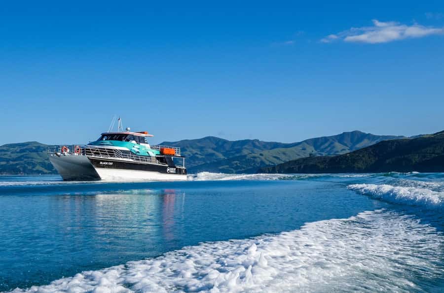 Akaroa Harbour 2-Hour Dolphin Nature Cruise - Is $71 good value?