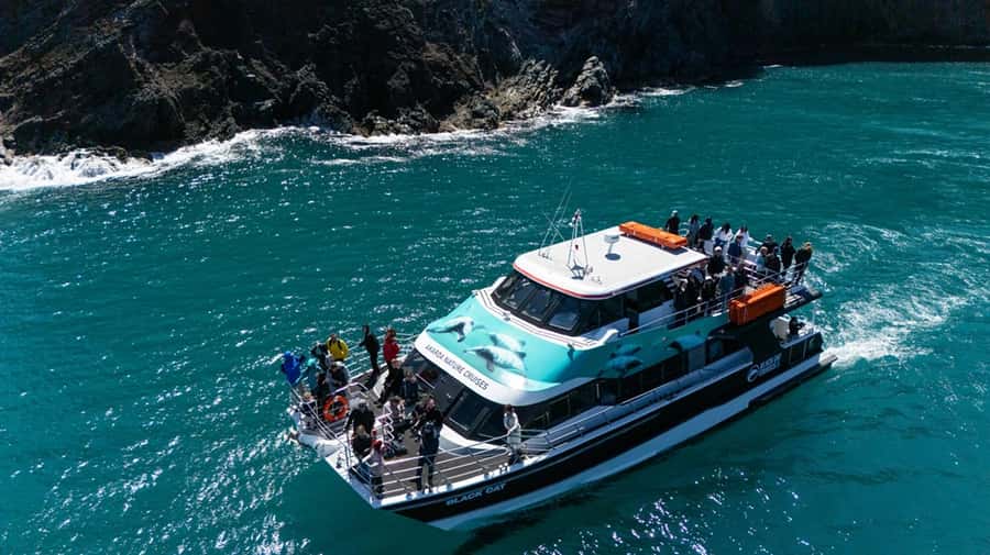 Akaroa Harbour 2-Hour Dolphin Nature Cruise - Who should book this cruise?