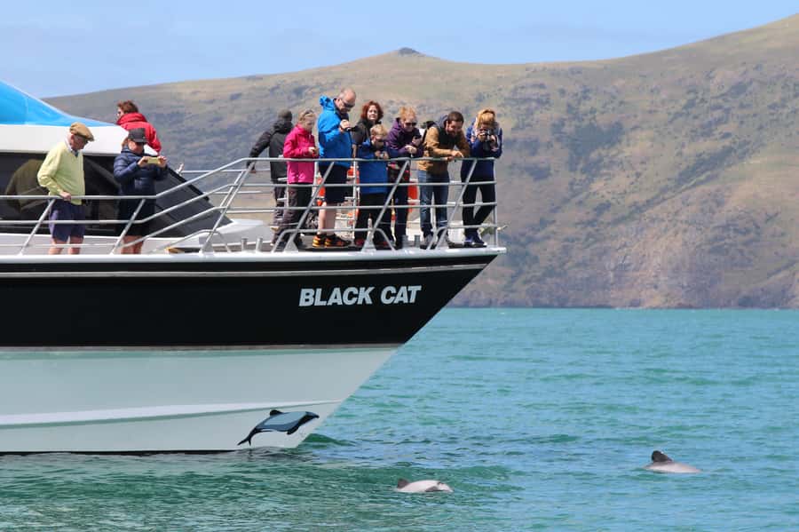 Akaroa Harbour 2-Hour Dolphin Nature Cruise - Looking for Hector’s dolphins