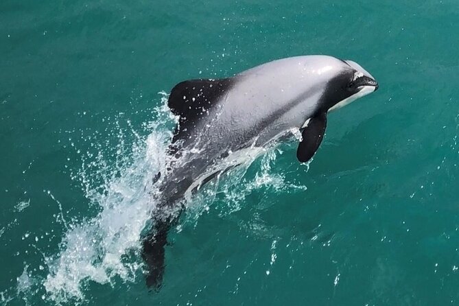Akaroa Harbour Nature Cruise - Why Akaroa Harbour is worth seeing from the water