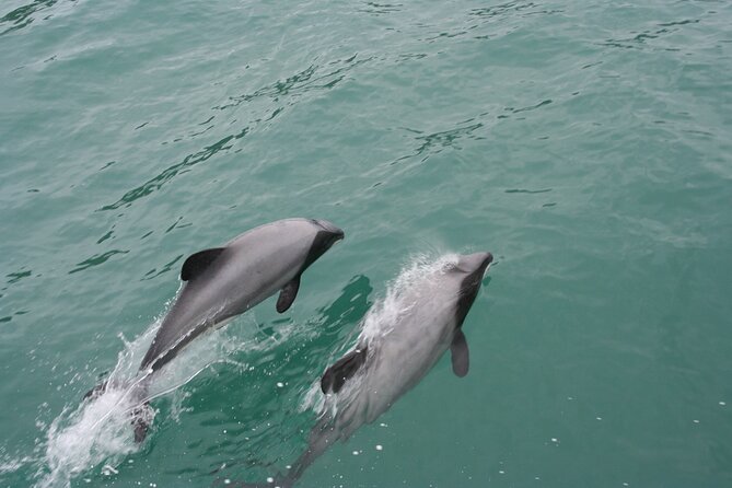 Akaroa Harbour Nature Cruise - Seal Bay and the search for Hector’s dolphins