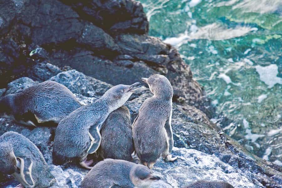 Akaroa: Pohatu Little Penguins 3-Hour Evening Experience - Key points to know before you book