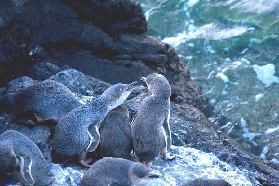 Akaroa: Pohatu Little Penguins 3-Hour Evening Experience - Who should book the Pohatu experience?