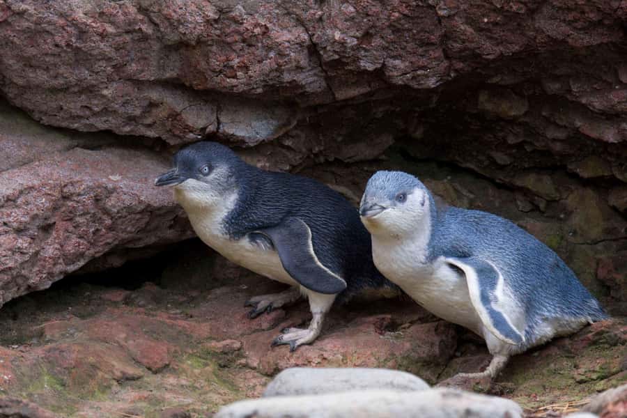 Akaroa: Pohatu Little Penguins 3-Hour Evening Experience - Why Pohatu feels different from a standard penguin show