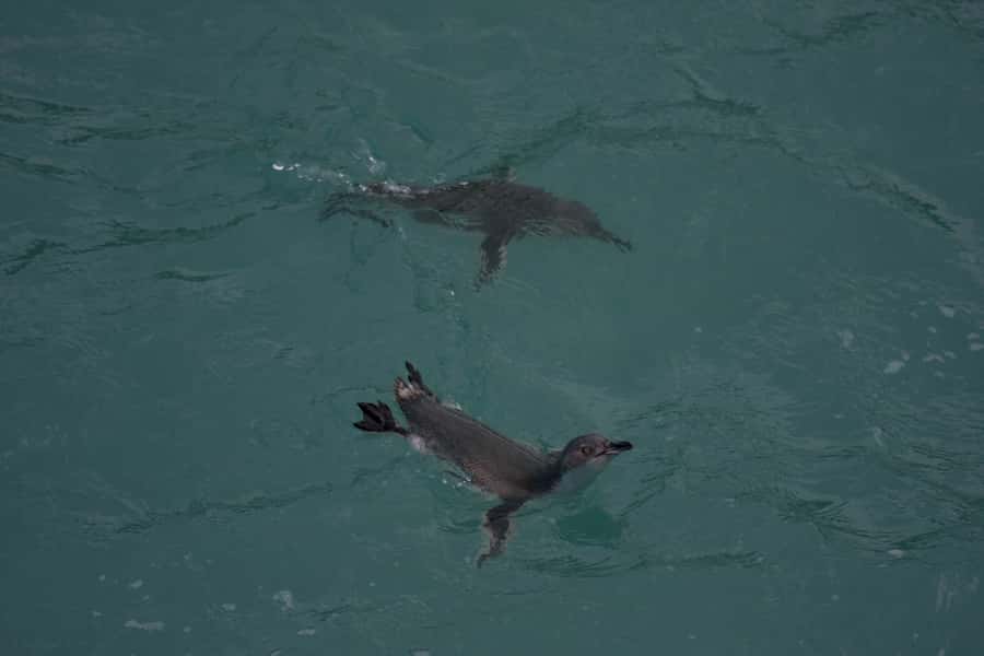 Akaroa: Pohatu Little Penguins 3-Hour Evening Experience - Arriving at the Pohatu penguin colony