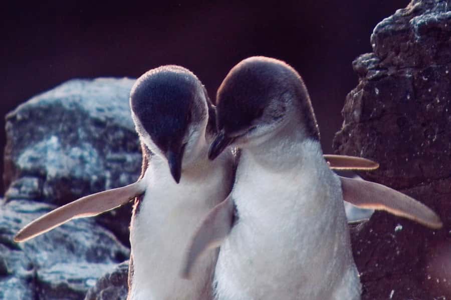 Akaroa: Pohatu Little Penguins 3-Hour Evening Experience - What you might see as darkness falls