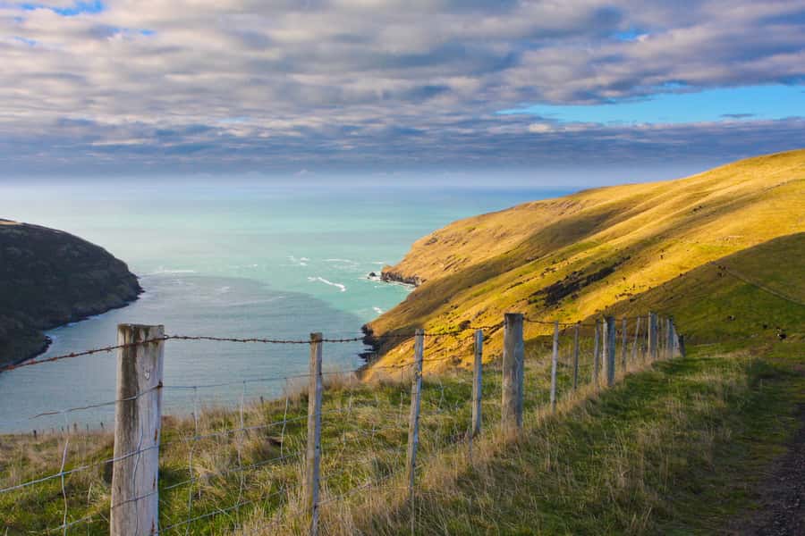 Akaroa: Pohatu Little Penguins 3-Hour Evening Experience - The calendar can change the whole experience