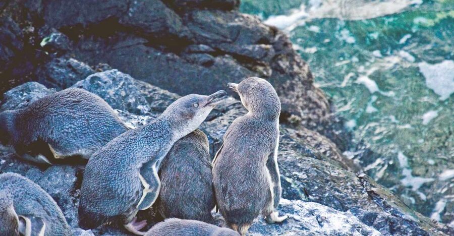 Akaroa: Pohatu Little Penguins 3-Hour Evening Experience - Guides who bring the peninsula into focus
