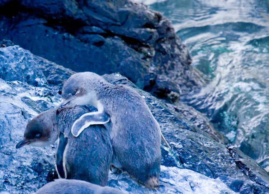 Akaroa: Pohatu Little Penguins 3-Hour Evening Experience - Practical tips for a respectful evening