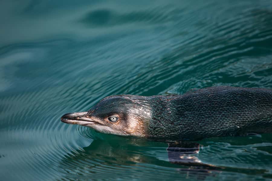 Akaroa: Pohatu Little Penguins 3-Hour Evening Experience - The 4WD ride over Akaroa’s volcanic rim