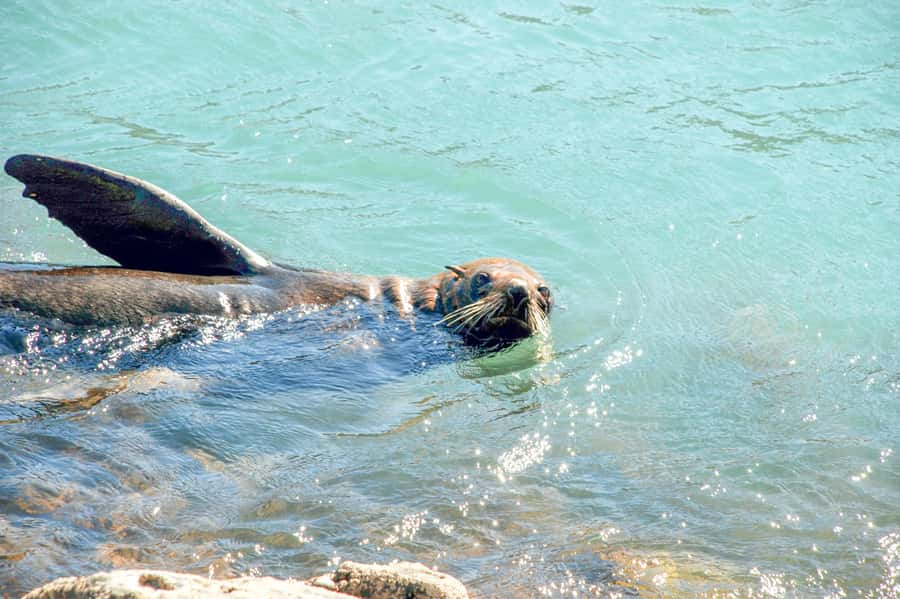 Akaroa: Pohatu Penguins Scenic Nature 2-Hour or 4-Hour Tour - Key points to know before you book