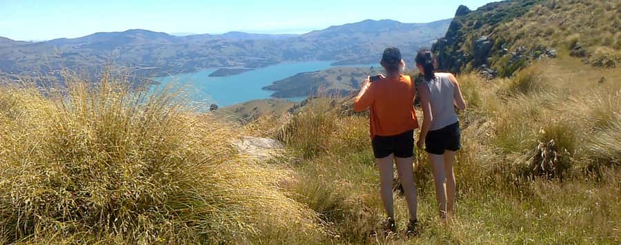 Akaroa: Pohatu Penguins Scenic Nature 2-Hour or 4-Hour Tour - Meeting sheep at the Pohatu family farm