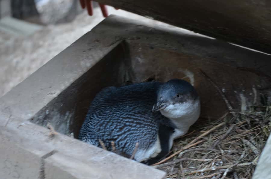 Akaroa: Pohatu Penguins Scenic Nature 2-Hour or 4-Hour Tour - Learning how little blue penguins are protected