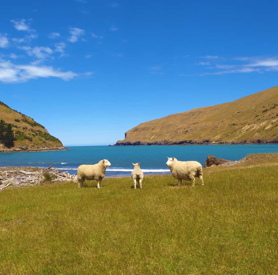 Akaroa: Pohatu Penguins Scenic Nature 2-Hour or 4-Hour Tour - What the four-hour tour adds