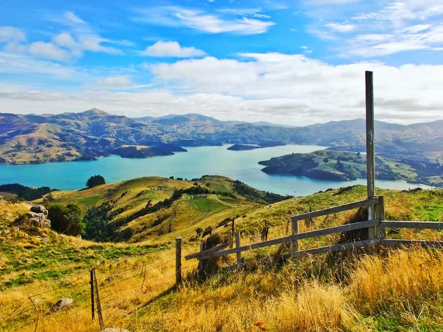 Akaroa: Pohatu Penguins Scenic Nature 2-Hour or 4-Hour Tour - Is two hours enough?