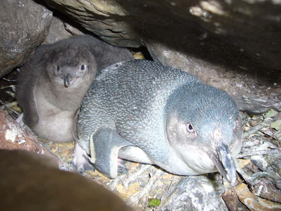 Akaroa: Pohatu Penguins Scenic Nature 2-Hour or 4-Hour Tour - Guides make the difference