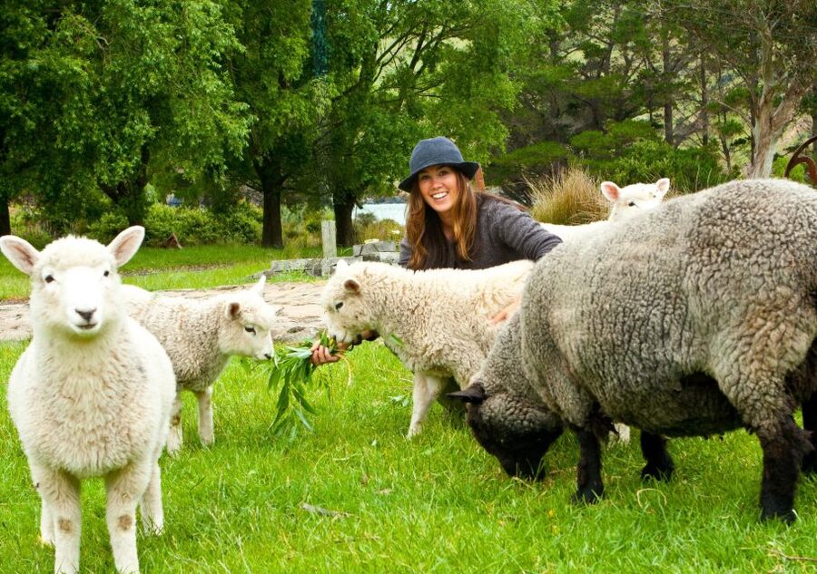 Akaroa: Pohatu Penguins Scenic Nature 2-Hour or 4-Hour Tour - Weather, wildlife, and practical limits